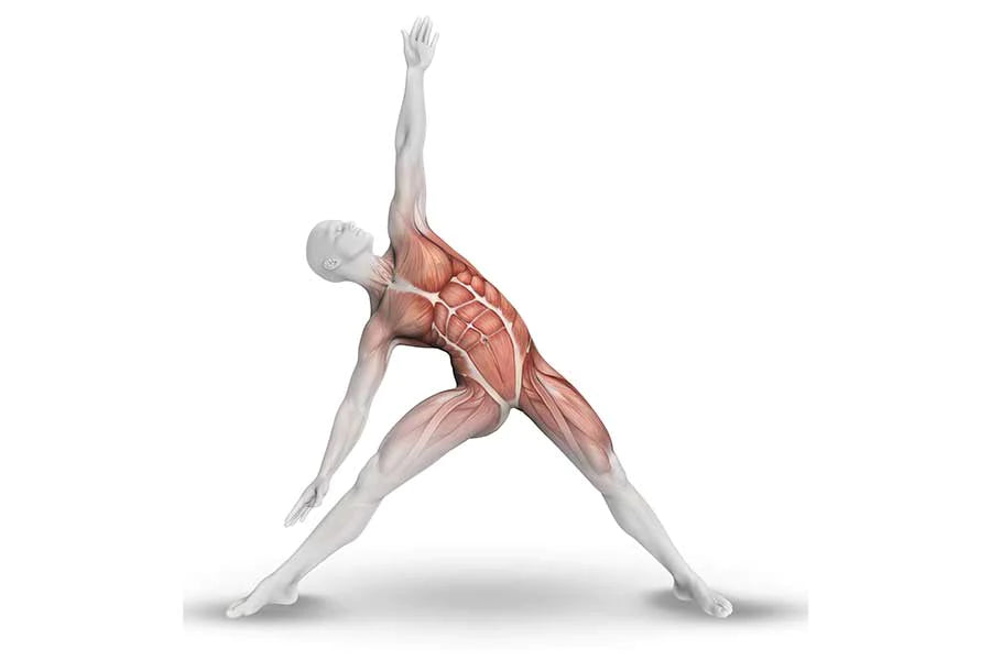 What Actually Happens When You Stretch Your Muscles?